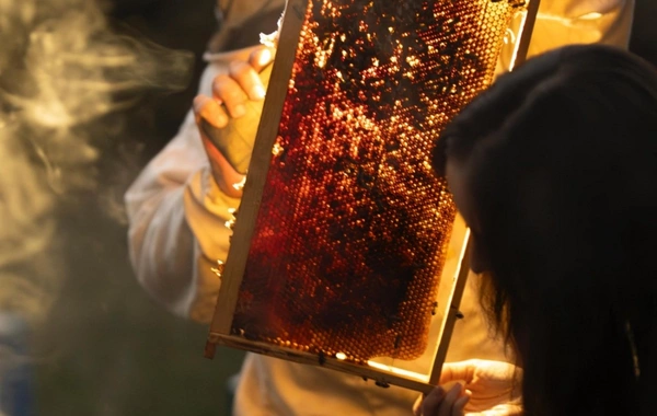 Leyla Əliyeva Qəbələdə "Gənc arıçı" layihəsinin iştirakçısı ilə görüşüb Leyla Əliyeva Qəbələdə "Gənc arıçı" layihəsinin iştirakçısı ilə görüşüb