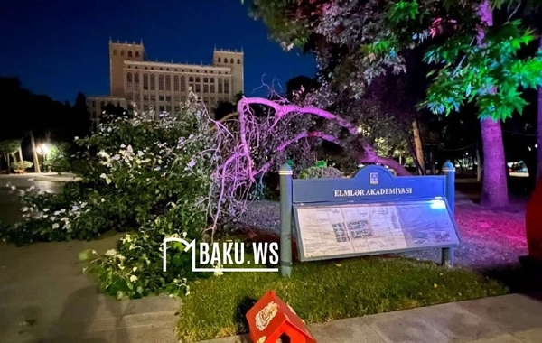 Parkda skamyada oturan gənclərin üstünə ağac aşıb