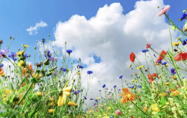 Sabah 25° isti olacaq - HAVA PROQNOZU