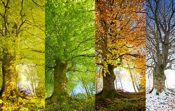 Gələn il fəsillər Azərbaycana bu vaxtlarda daxil olacaq