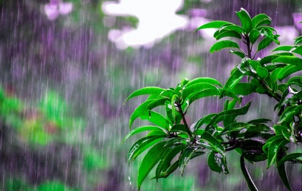 Balakən və Şəkidə yağıntılar intensivləşib - FAKTİKİ HAVA