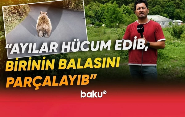Qubada ayı təhlükəsi: Sakinlər qorxu içində qalıblar