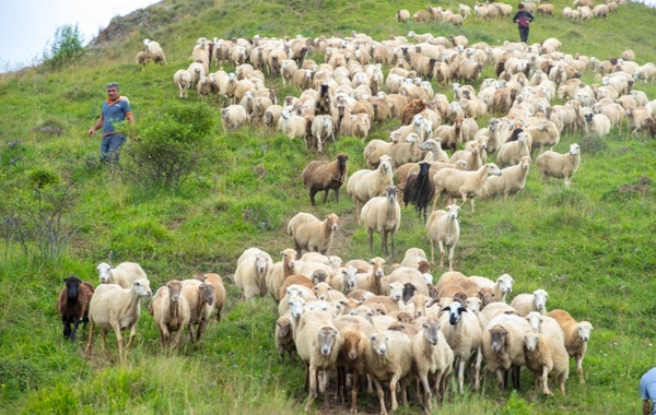 Azərbaycanda yaylaq mövsümü ilə bağlı fermerlərin qeydiyyatına start verilir