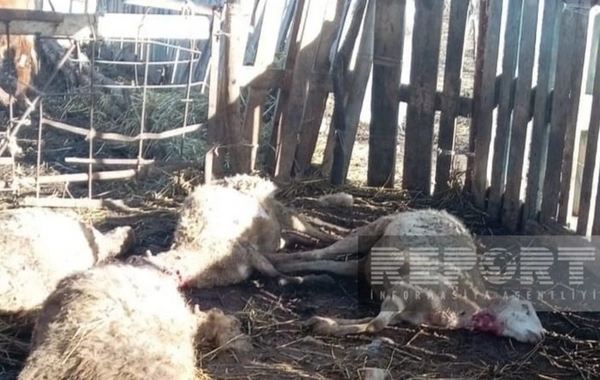 Kürdəmirdə canavarlar daha bir kəndə hücum edib