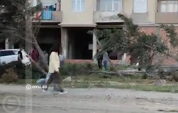Bakı-Sumqayıt şosesində qəza: "Hyundai" bir neçə ağaca çırpılıb, onları aşırıb