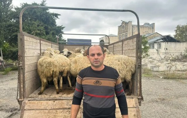6 rayonda məskunlaşan sakinlər qoyunçuluq təsərrüfatı qurublar