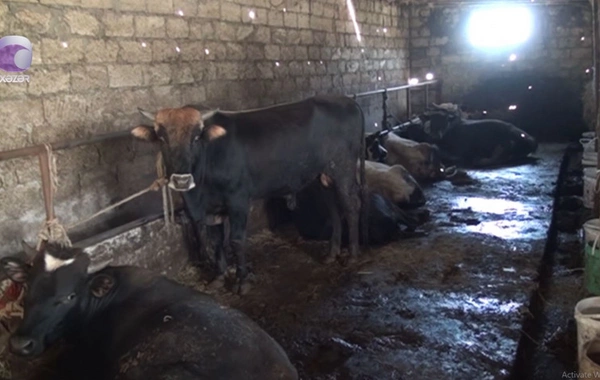 Dabaq xəstəliyi ilə bağlı saxta dərman satışı çoxalır - DİQQƏTLİ OLUN!