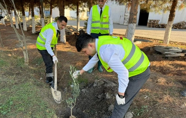 Hacıqabulda Zəfər Bağı salınıb