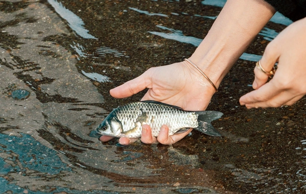Leyla Əliyeva Mingəçevirdə ekoloji aksiyalarda iştirak edib