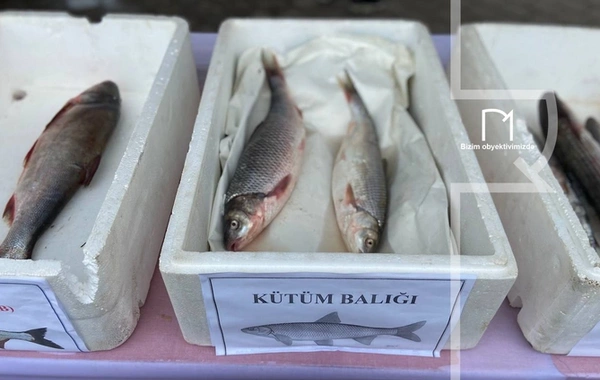 Xəzərin nadir balığı azalır - Vacib addımlar atılacaq