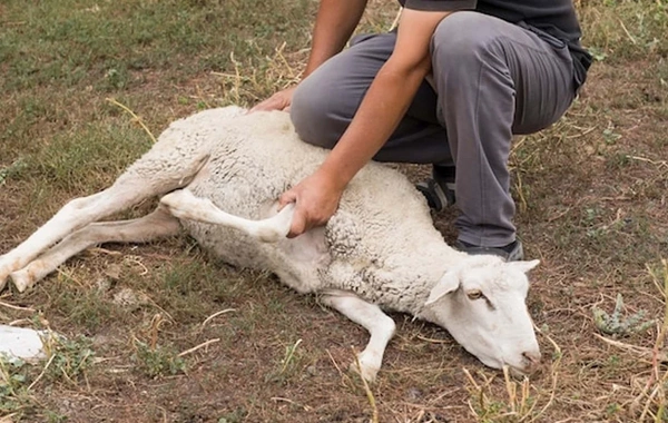 Bizi adam ölən gün qurban kəsməkdə ittiham edirlər - Məhkəmədə şok ifadələr
