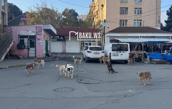 Məktəbin qarşısındakı 11 küçə iti QORXU YAŞATDI