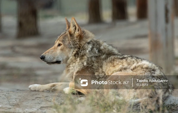 Ucar sakinləri həyəcan təbili çalırlar: Canavarlar artıq gündüz də hücum edir