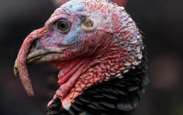 ABŞ-də Şükran Günü CİNAYƏTİ: Yüzlərlə hinduşka oğurlandı