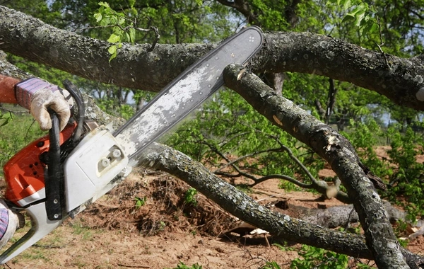 Ağacların qanunsuz kəsilməsi nəticəsində yaşıllıqlara 129 min manatdan çox ziyan dəyib