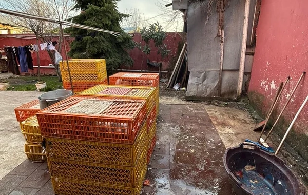 Masallıda qanunsuz fəaliyyət göstərən toyuq kəsimi sexi aşkarlandı