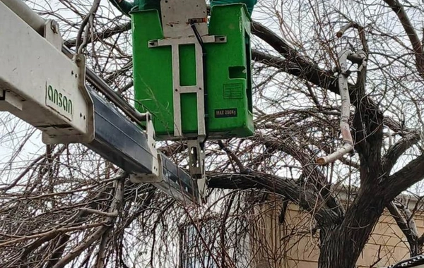 Güclü küləyə görə Bakıda 9 ağac sınıb