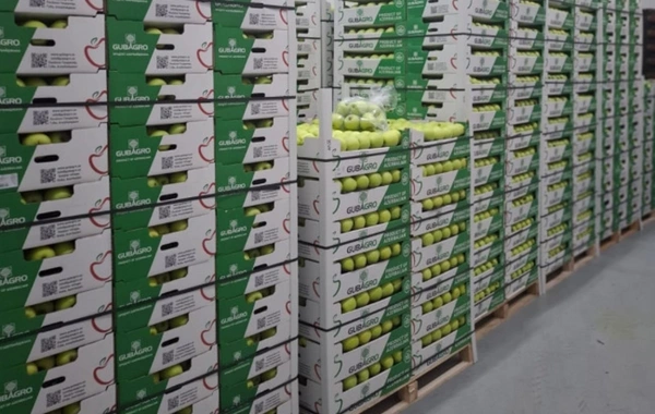 В партии яблок для экспорта в Турцию обнаружено превышение пестицидов В партии яблок для экспорта в Турцию обнаружено превышение пестицидов