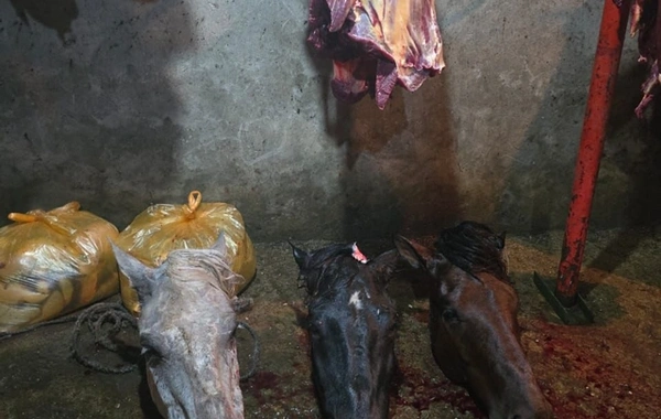 İsmayıllıda at əti satan şəxslər saxlanılıblar