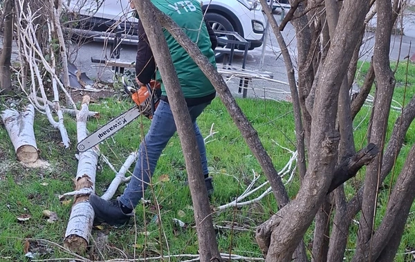В Баку сильный ветер повалил 8 деревьев