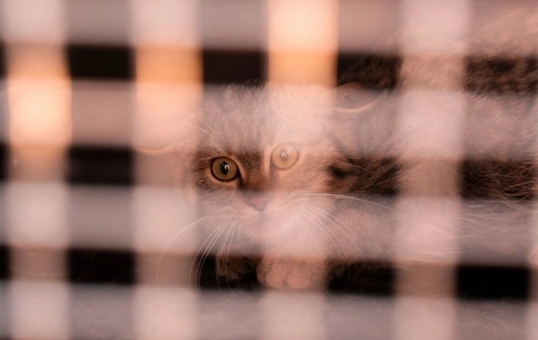 Leyla Əliyeva və Arzu Əliyeva Qaxda Axar-Baxar Milli Parkının açılış mərasimində iştirak ediblər Leyla Əliyeva və Arzu Əliyeva Qaxda Axar-Baxar Milli Parkının açılış mərasimində iştirak ediblər