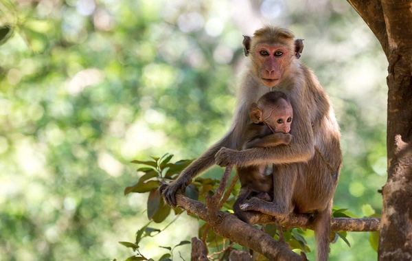 Monkeys found to possess a trait previously considered unique to humans