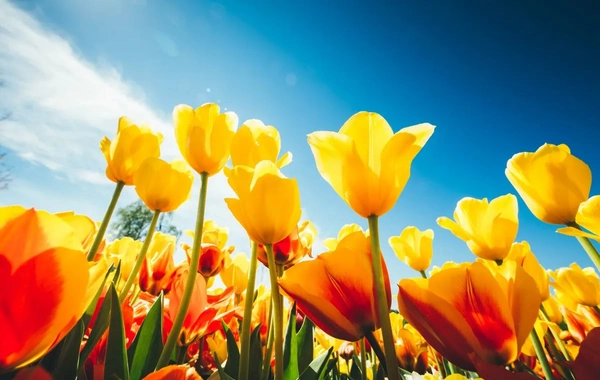 Martda temperatur iqlim normasından yüksək olacaq - AYLIQ PROQNOZ