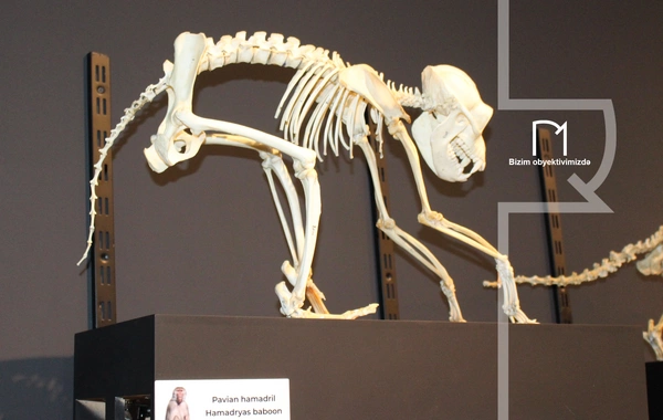 Palçıq Vulkanları Turizm Kompleksi – Azərbaycanın təbiət möcüzələrinə açılan yeni qapı