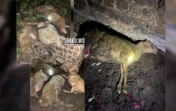 "Evlər meşələrə yaxın tikilib" - Ayıların kəndlərə hücumu ilə bağlı RƏSMİ AÇIQLAMA