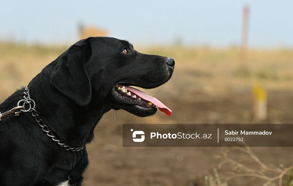 Gəncədə sahibsiz itlər qorxu saçır: Sakinlər narahatdırlar
