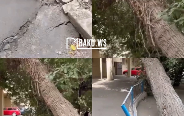 Nərimanovda ağac təhlükə saçır