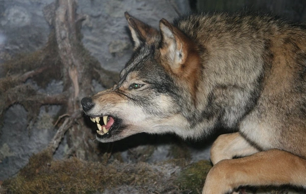 Şəkidə canavar kəndə hücum etdi: Sakinlər xəsarət alıb