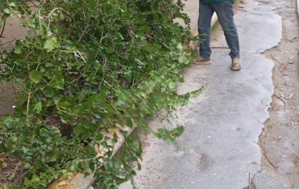 Güclü külək Bakıda 37 ağacı sındırıb