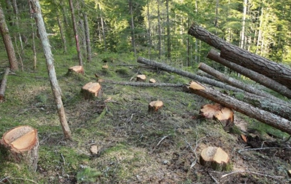 Yaşıllıq qatillərinə qarşı sərt cəzalar: Sanksiyalar sərtləşdirilir