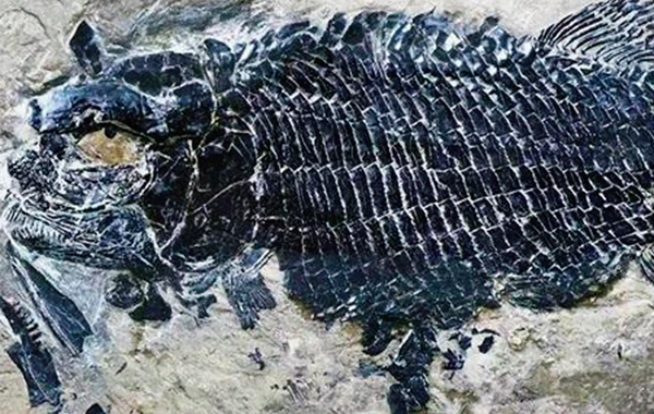 Ученые выяснили, как рыбы захватили моря после гибели динозавров