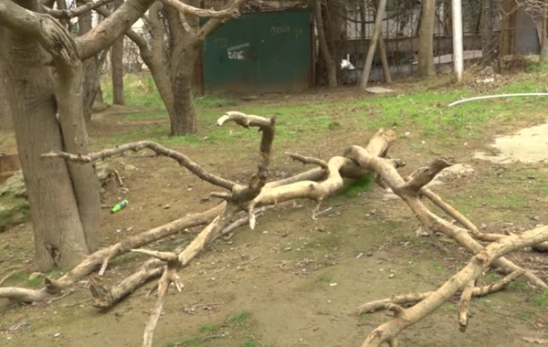 Yəqin ki, yerində nəsə tikəcəklər - Binəqədidə ağaclar niyə qurudulub?