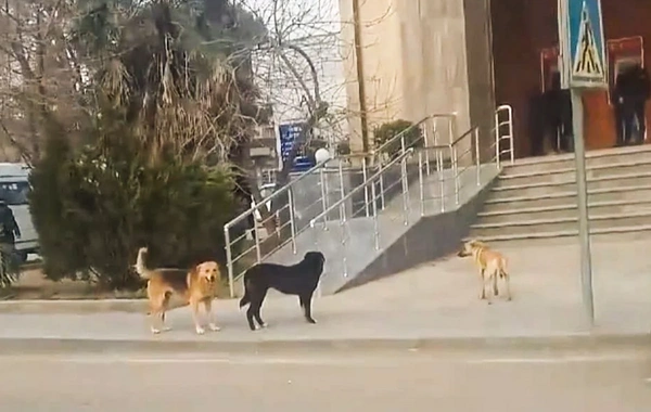 Biləsuvarda son 15 gündə 26 nəfəri it dişləyib