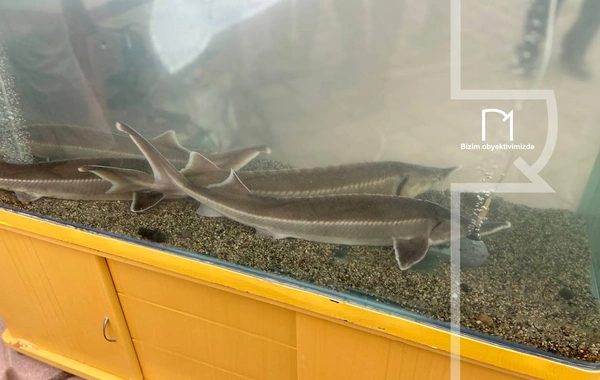 Neftçalada rayonunda "I Balıq" Festivalı keçirilib