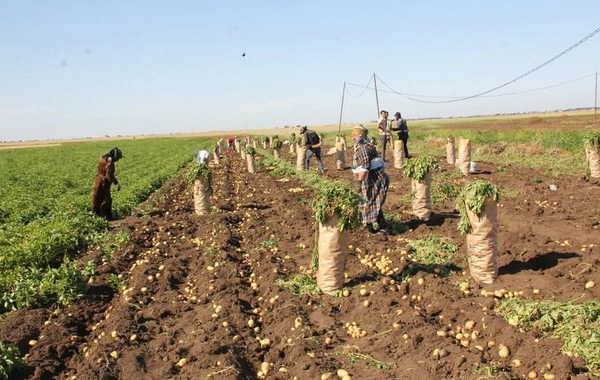 Cəlilabadda yığılan kartofun yarıdan çoxu xaricə ixrac olunub