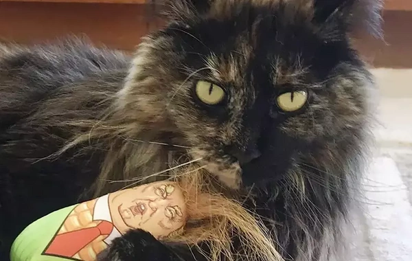 Təyyarədə unudulan pişik 24 saat ərzində iki ölkə arasında uçdu