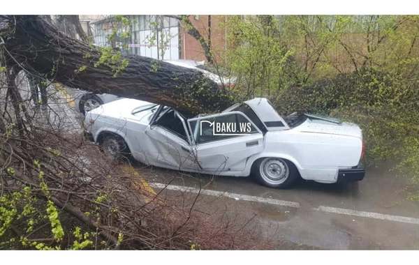 Bakıda ağac maşının üzərinə aşdı