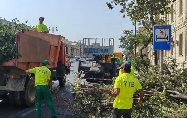 Bakıda güclü külək 7 ağacı aşırıb, 22 budağı sındırıb