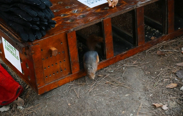 Leyla Əliyeva Mərkəzi Nəbatat bağında uşaqlar üçün təşkil olunan tədbirdə iştirak edib