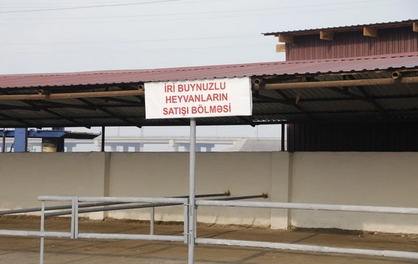 Salyan heyvan bazarı yenidən qurulub