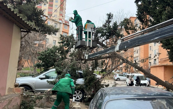 Bakıdakı güclü küləkdə 19 ağac qırıldı