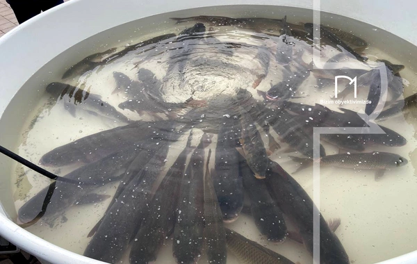 Neftçalada rayonunda "I Balıq" Festivalı keçirilib