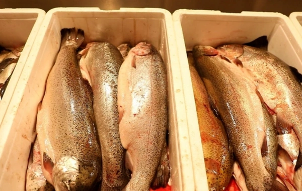 Bakıdakı bazarlardan birində balıq kürüsü satışında ciddi nöqsanlar aşkarlanıb