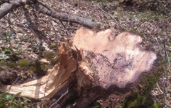 Oğuzda 21 yaşlı şəxs 15 ağacı kəsib