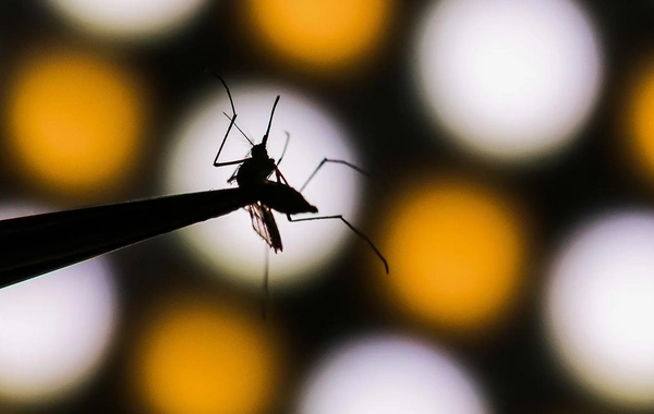 The first imported case of chikungunya fever has been detected in Russia