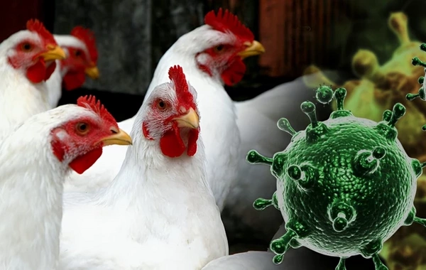 АПБА вводит ограничения на импорт в Азербайджан из нескольких стран - ПРИЧИНА